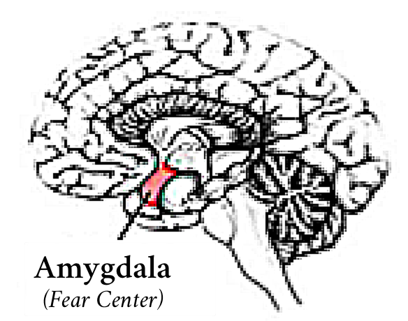 drawing showing location of amygdala